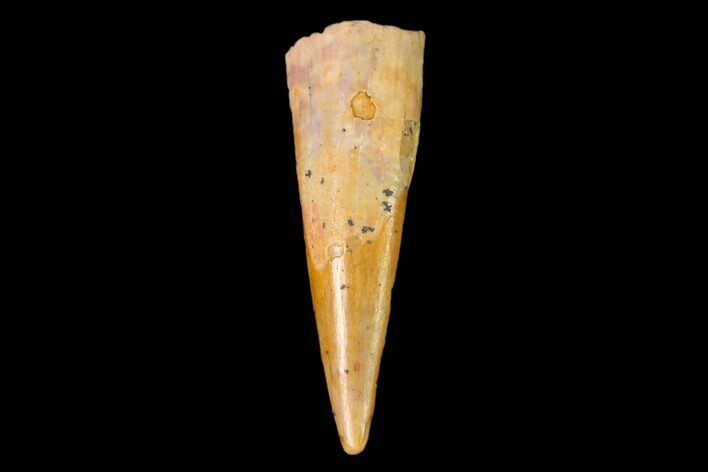 Fossil Pterosaur (Siroccopteryx) Tooth - Morocco #159090